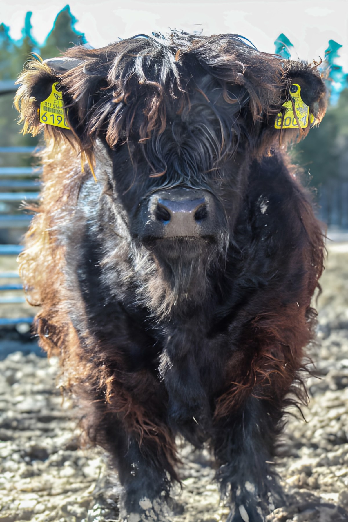 Ensimmäinen tilalla syntynyt vasikka Risto